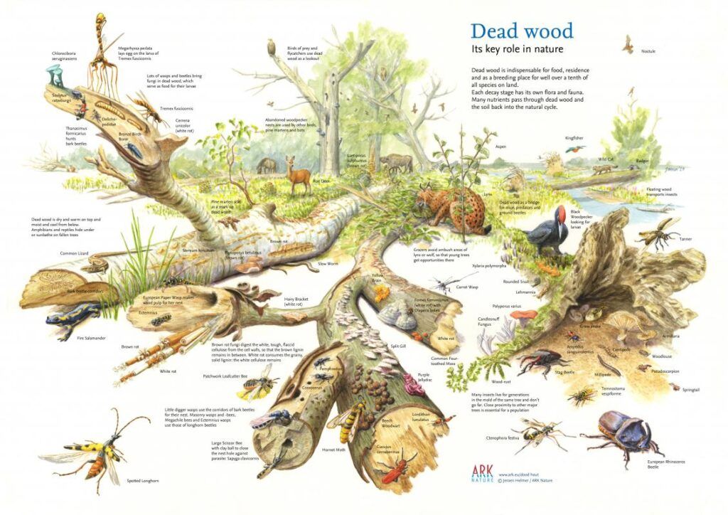 Madera muerta 1 Dead wood ARK NATURE 1024x724 1